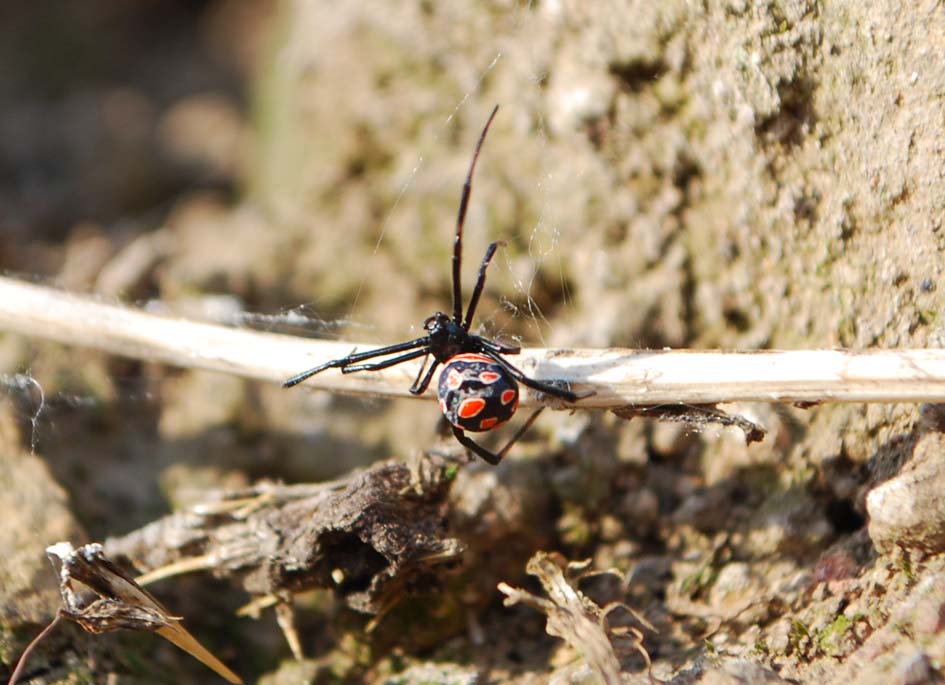 Latrodectus tredecimguttatus di Gallura